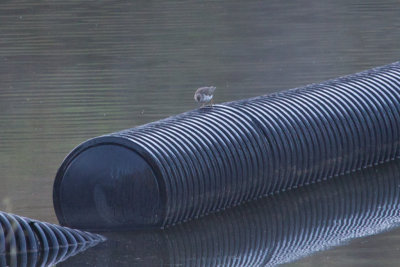 Spotted Sandpiper