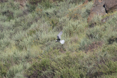 White-tailed Kite