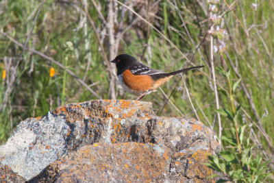 Spotted Towhee with matching lichen