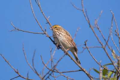 Savannah Sparrow