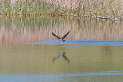 Osprey catching a fish