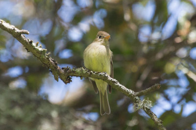 Pacific-slope Flycatcher