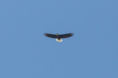 Bald Eagle over Grant Lake