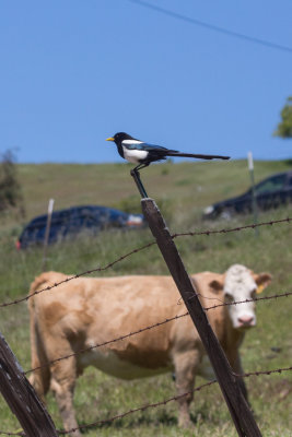 Yellow-billed Magpie with cow