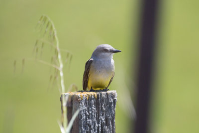 Western Flycatcher