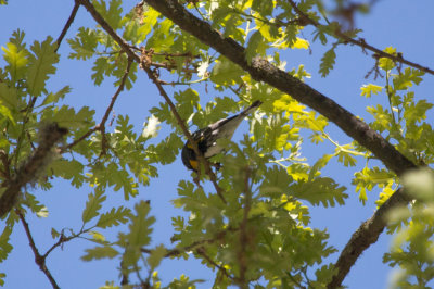 Yellow-rumped Warbler (Audubon's)