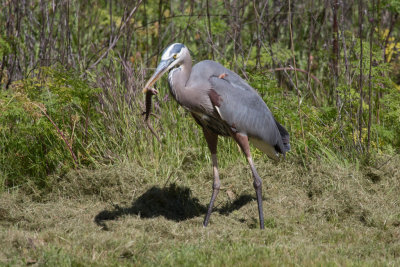 Great Blue Heron eating an Alligator Lizard