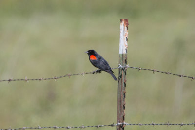 Red-winged Blackbird