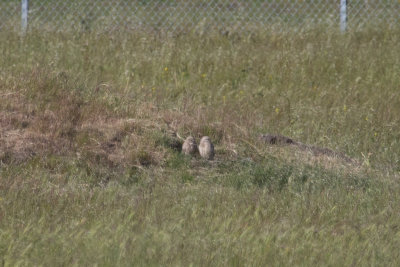 Burrowing Owls, Alviso