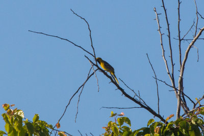 Hooded Oriole, Sunnyvale Water Pollution Control Plant