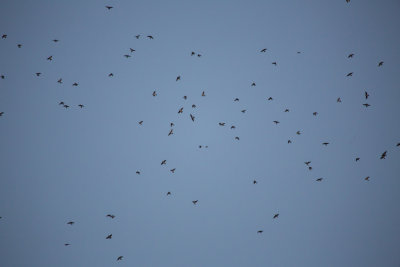 Cliff Swallows in flight