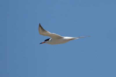 Forsters Tern