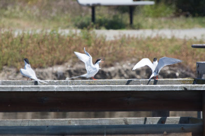 Forsters Terns
