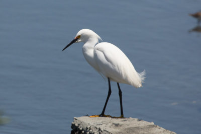 Snowy Egret