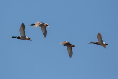 Mallards in flight