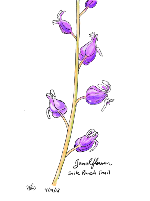 Jewelflower