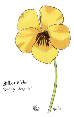 Yellow Violet (Johnny-Jump-Ups)