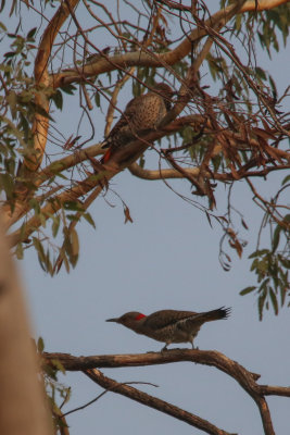 Northern Flickers, yellow-shafted and red-shafted