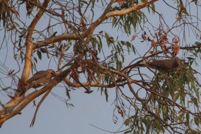 Northern Flickers, yellow-shafted and red-shafted