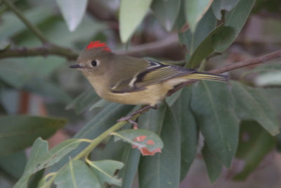 Ruby-crowned Kinglet showing his crown