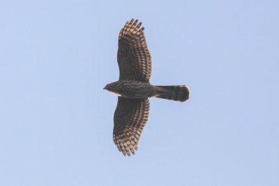 Cooper's Hawk