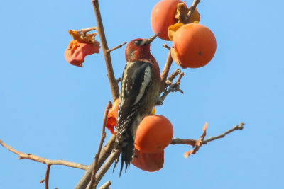 Red-breasted Sapsucker