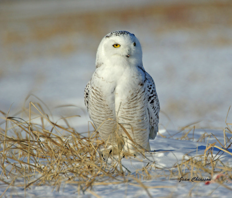 Harfang des Neiges (Snowy Owl 