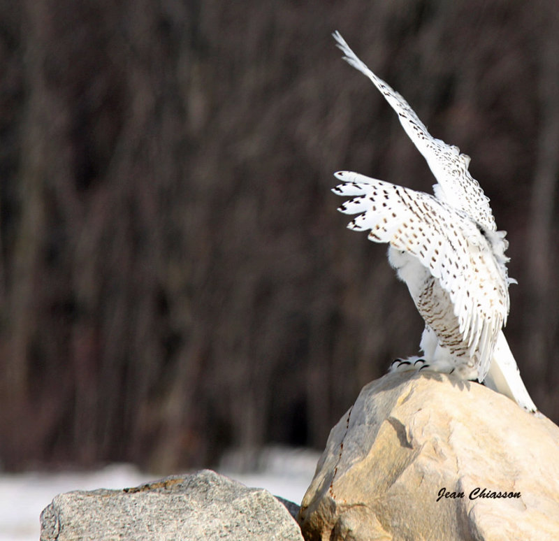 Harfang des Neiges ( Snowy Owl )