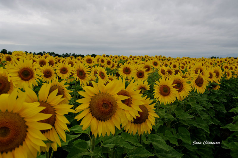 Tournesols / Lapocatire