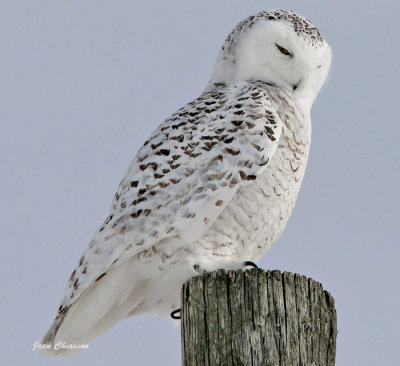 Harfang des Neiges (Snowy Owl 