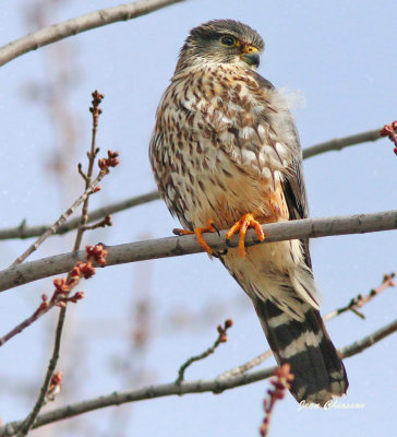 Faucon Émerillon / Merlin