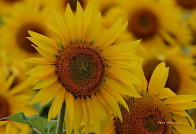 Tournesols / Lapocatière