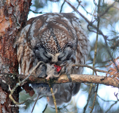 Nyctale de Tengmalm   ( Boreal Owl
