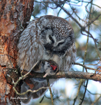 Nyctale de Tengmalm - Boreal Owl et Petite Nyctale - Northern saw-whet owl
