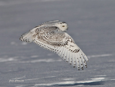 Harfang des Neiges Québec _Snowy Owl  - Bubo scandiacus -  ( ookpik  ) Grand Nord