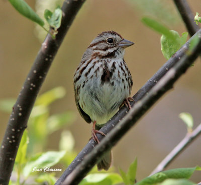 Bruant Chanteur /Song Sparrow