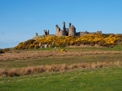 dunstanburghgorse-sk-fb.jpg