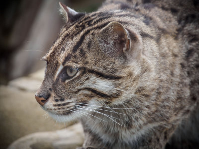 fishingcat1-sk-fb.jpg