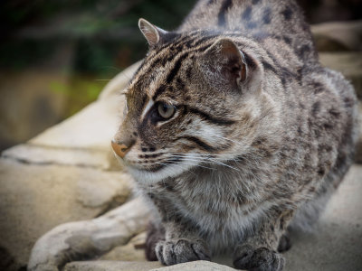 fishingcat2-sk-fb.jpg