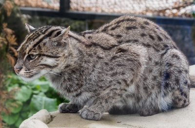 fishingcat3-sk-fb.jpg