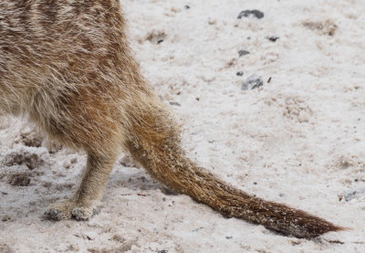 meerkat-sanddigging-fb-sk.jpg