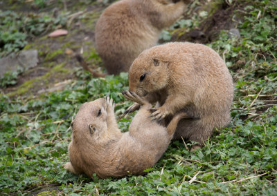 prairiedogs1-sk-fb.jpg