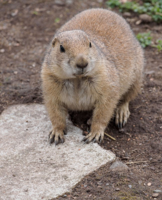 prairiedogs2-sk-fb.jpg