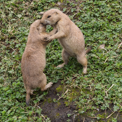 prairiedogs3-sk-fb.jpg