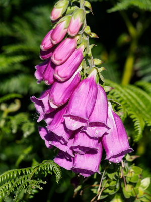 foxglove-fb.jpg