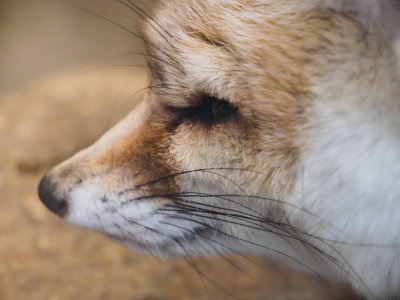 fennecfoxcloseup1-sk-fb.jpg