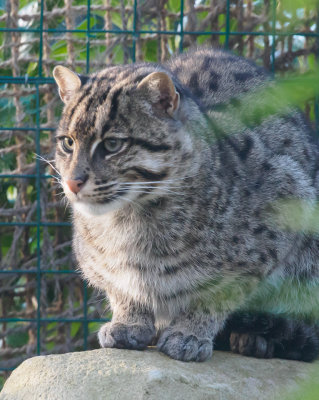 fishingcat-sk-fb.jpg