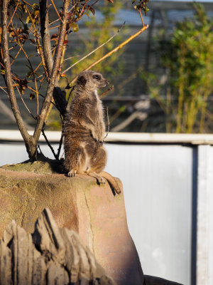 meerkatsentryinmeerkatfort-sk-fb.jpg