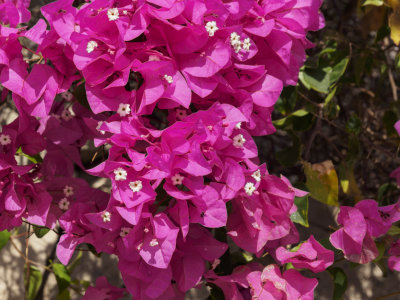 bougainvilea-sk.JPG