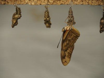 g10/81/578081/3/166640596.xAuulHqJ.jpg